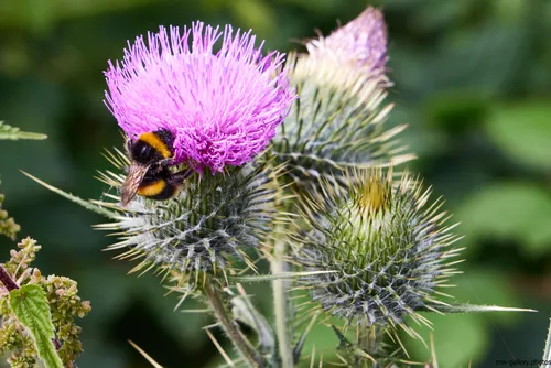 The image is a nature still life photograph featuring a bee collecting nectar from the vibrant purple flower head of a milk thistle (Spear Thistle) plant. The scene is captured on a summer morning, as indicated by the bright and natural lighting. Surrounding the main subject are additional thistle buds with spiny green bracts, set against a backdrop of lush plants. The focus on the bee and its interaction with the milk thistle highlights the important role of insects such as bees in the pollination of plants. No additional landmarks are present in the composition, which emphasizes the close-up view of this relationship within the natural environment.